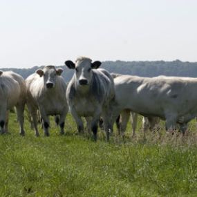 Wij werken graag met vlees uit de regio. Op de foto de koeien van de Weivlees boerderij in Cromvoirt.
