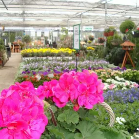 Nieuwenhuijse Tuincentrum Hoveniers