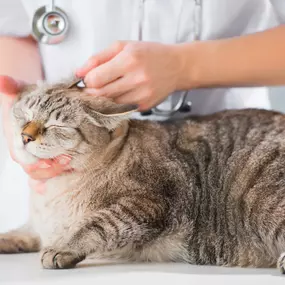 Bild von Banfield Pet Hospital