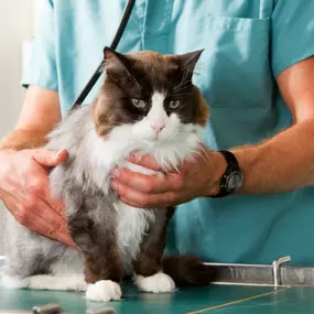 Bild von Banfield Pet Hospital