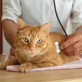 Bild von Banfield Pet Hospital
