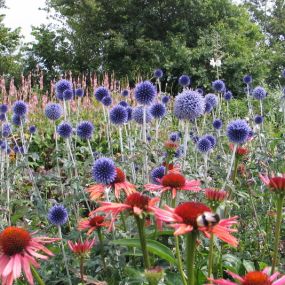 Rode Pimpernel Vaste Plantenkwekerij -Tuinontwerp De