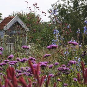 Rode Pimpernel Vaste Plantenkwekerij -Tuinontwerp De