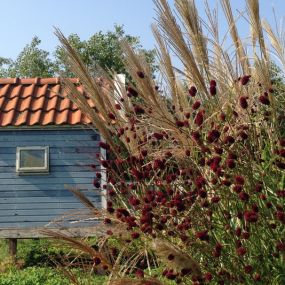 Rode Pimpernel Vaste Plantenkwekerij -Tuinontwerp De