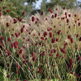 Rode Pimpernel Vaste Plantenkwekerij -Tuinontwerp De