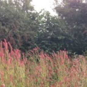 Rode Pimpernel Vaste Plantenkwekerij -Tuinontwerp De