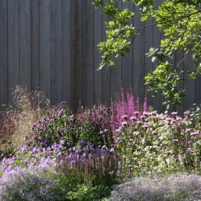 Rode Pimpernel Vaste Plantenkwekerij -Tuinontwerp De