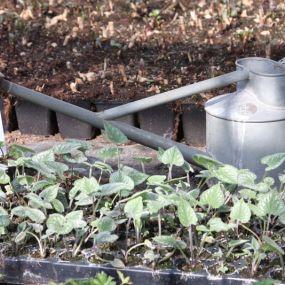 Rode Pimpernel Vaste Plantenkwekerij -Tuinontwerp De