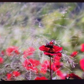 Rode Pimpernel Vaste Plantenkwekerij -Tuinontwerp De