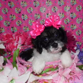 Bild von Pauley's Pups