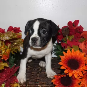 Bild von Pauley's Pups