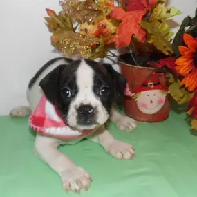 Bild von Pauley's Pups