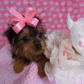 Bild von Pauley's Pups