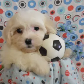 Bild von Pauley's Pups
