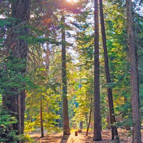 Bild von Tahoe Valley Campground