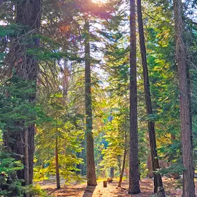 Bild von Tahoe Valley Campground