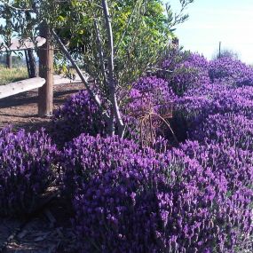 Lavender in bloom at our own lavender farm