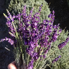 Freshly picked lavender from our own lavender farm