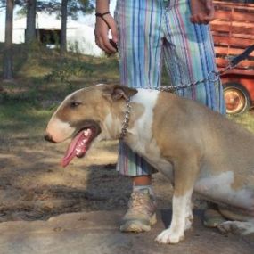 Bild von ColbyDoo Bull Terriers