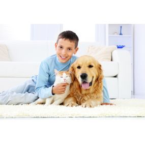 Chem-Dry of Central Illinois uses products that are non-toxic and hypoallergenic, making us safe to use around kids and pets!