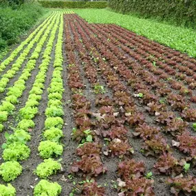 Twee Linden Biologisch Groenteteeltbedrijf De