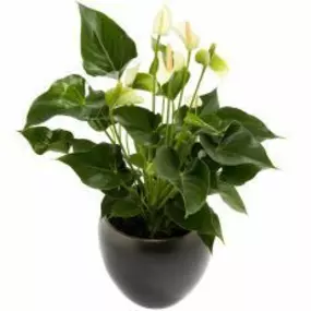 Plant met sierpot