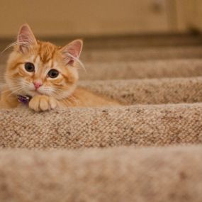 Our cleaning solution removes an average of 99.2% of the bacteria from pet urine stains in carpets.