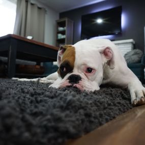 We love our pets, but we hate their messes. Chem-Dry of Stromsburg offer a special cleaning treat called Pet Urine Removal Treatment that is specifically designed to remove pet urine and pet odor from your carpet.