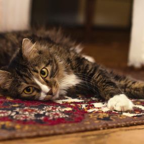 Cats shed a lot... that hair can get trapped in your area rugs. Remove it today! Call (402) 764-8131.