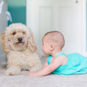 Pets can make carpets dirty, faster. Dirty carpets influence the health of your little ones. For this reason you need a more regular cleaning!