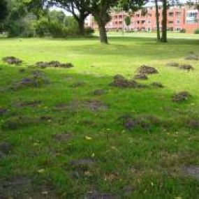 Ongediertebestrijding en Wespenbestrijding Bos