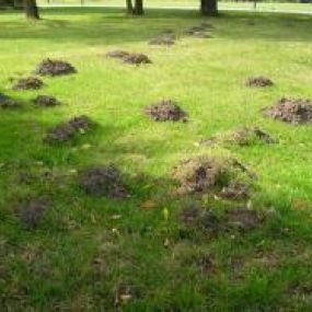 Schade van Mollen in Gras