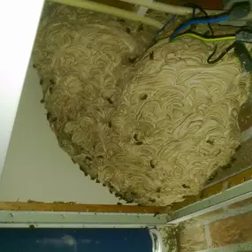 wespen boven verlaagd plafond
