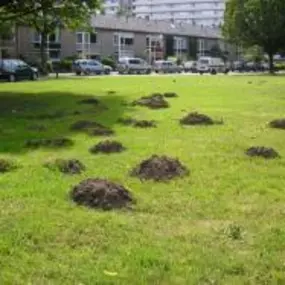 Ongediertebestrijding en Wespenbestrijding Bos
