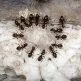 Ongediertebestrijding en Wespenbestrijding Bos