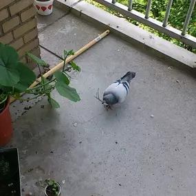 Duifoverlast op balkon