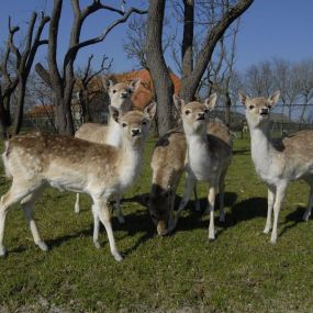 Texelse IJsboerderij Labora