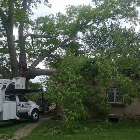 Bild von East TN Tree Service