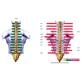 Bild von Chiropractie Brabant