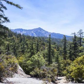 Bild von Thousand Trails Idyllwild