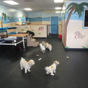 Dogs enjoying their time in doggy day care.