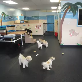 Dogs enjoying their time in doggy day care.