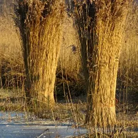 Landije van Giethoorn De