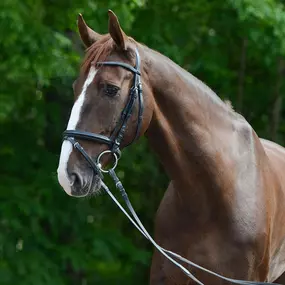 Manege paard Cees