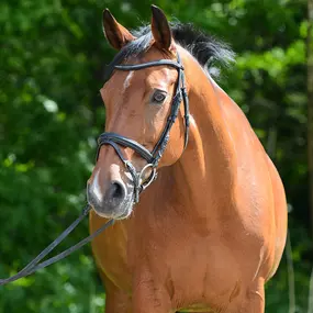 Manege paard Paloma