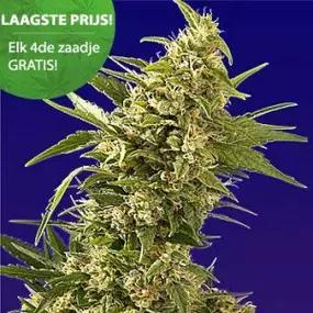 AK autoflower