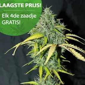 Amnesia Haze autoflower