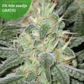 Wietzadenshop Free seeds online