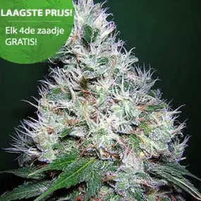 Bubbelgum autoflower