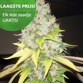 Strawberry Kush
